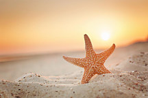 Obraz Hviezdica 1626